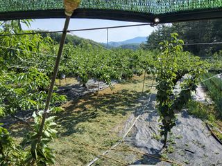 손덕락님의 배 · 영농일지 작성글 사진