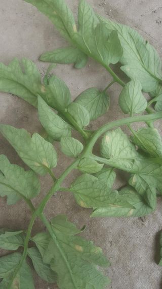 정선아님의 토마토 · 병해충상담 작성글 사진