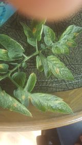 팜모닝 토마토·병해충상담 게시글 이미지