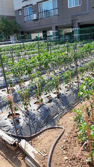 동식씨님의 팜모닝 · 출석 작성글 사진