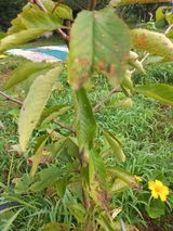 팜모닝 기타작물·병해충상담 게시글 이미지