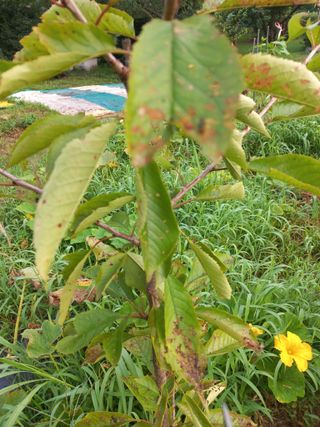 김재호님의 기타작물 · 병해충상담 작성글 사진