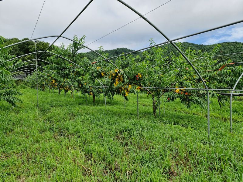 장터 상품 [대홍복숭아 4kg] 썸네일