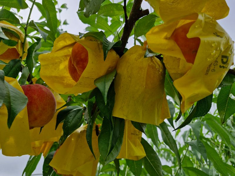 이주농원님의 장터 판매 상품 [대홍복숭아 4kg] 첨부 사진