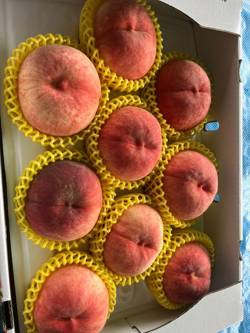 이주농원님의 장터 판매 상품 [대홍복숭아 4kg] 첨부 사진