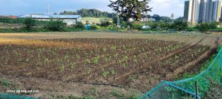 양성천님의 들깨 · 영농일지 작성글 사진