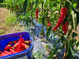 정동출님의 마늘 · 영농일지 작성글 사진