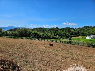 정동출님의 마늘 · 영농일지 작성글 사진