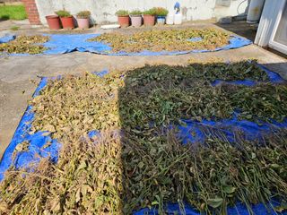 정동출님의 마늘 · 영농일지 작성글 사진