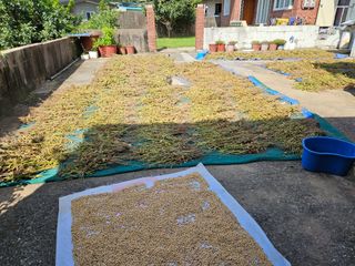 정동출님의 마늘 · 영농일지 작성글 사진