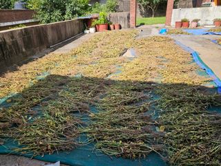 정동출님의 마늘 · 영농일지 작성글 사진