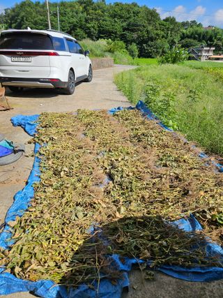 정동출님의 마늘 · 영농일지 작성글 사진