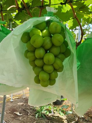 牛步俞昌煥님의 포도 · 영농일지 작성글 사진