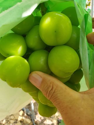 牛步俞昌煥님의 포도 · 영농일지 작성글 사진