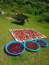 팜모닝 팜모닝·출석 게시글 이미지