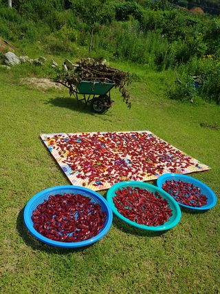 산방님의 팜모닝 · 출석 작성글 사진