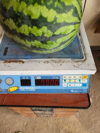 소월영님의 자유주제 · 자유게시판 작성글 사진