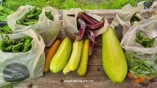 꿈사랑님의 상추 · 영농일지 작성글 사진