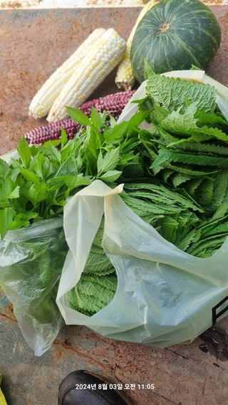 꿈사랑님의 상추 · 영농일지 작성글 사진