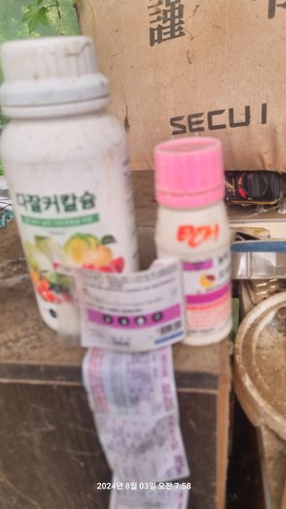 꿈사랑님의 상추 · 영농일지 작성글 사진