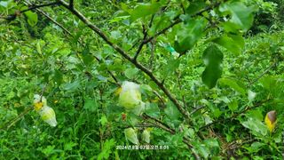 꿈사랑님의 상추 · 영농일지 작성글 사진