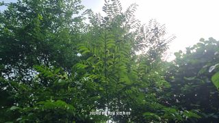 꿈사랑님의 상추 · 영농일지 작성글 사진