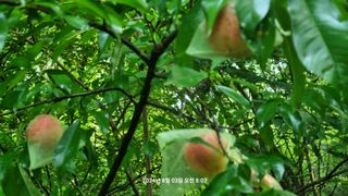 꿈사랑님의 상추 · 영농일지 작성글 사진