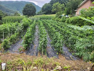 미순님의 자유주제 · 자유게시판 작성글 사진