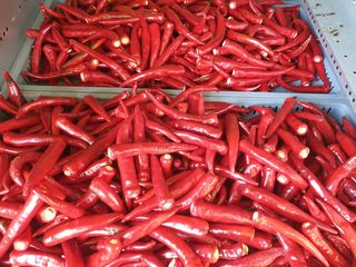 태양초님의 요즘 무엇에 관심있나요? · 참여글 작성글 사진