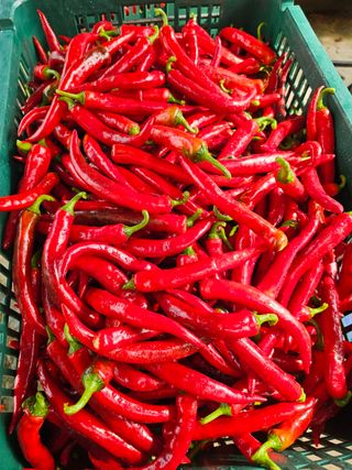 농부들의아지트님의 자유주제 · 자유게시판 작성글 사진