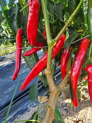 농부들의아지트님의 자유주제 · 자유게시판 작성글 사진