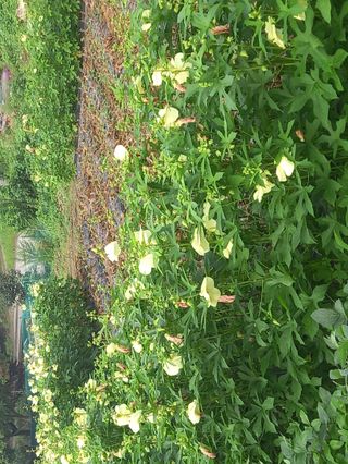 고독한 하이에나님의 자유주제 · 자유게시판 작성글 사진