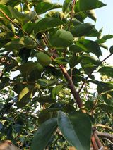 팜모닝 감·영농일지 게시글 이미지