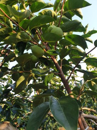 산들농원님의 감 · 영농일지 작성글 사진