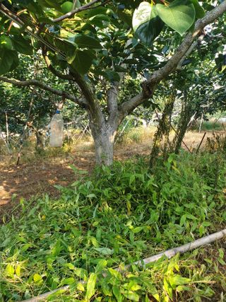 산들농원님의 감 · 영농일지 작성글 사진