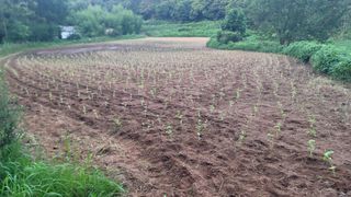 조경선님의 들깨 · 영농일지 작성글 사진