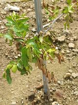 팜모닝 팜모닝·출석 게시글 이미지