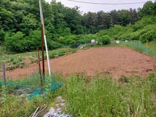 양배추15020님의 배추 · 영농일지 작성글 사진