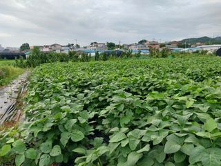 이용주 님의 콩 · 영농일지 작성글 사진