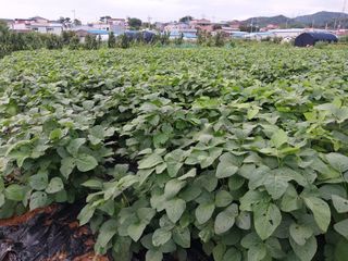 이용주 님의 콩 · 영농일지 작성글 사진