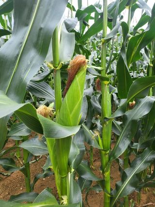 인제 돈키호테님의 작성글 사진