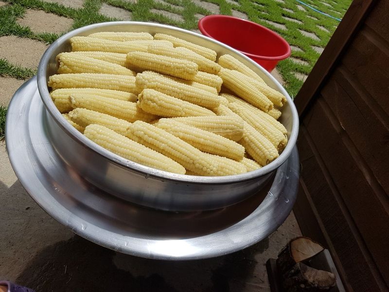 인제 돈키호테님의 장터 판매 상품 [곰배령 찰옥수수 50개] 첨부 사진