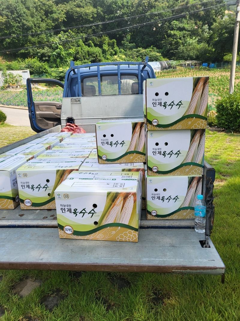 인제 돈키호테님의 장터 판매 상품 [곰배령 찰옥수수 50개] 첨부 사진