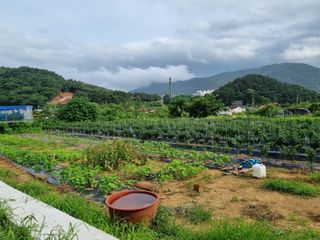 귤13244님의 고추 · 영농일지 작성글 사진