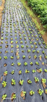 팜모닝 기타작물·영농일지 게시글 이미지