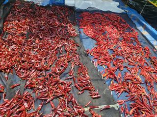 농막쥔님의 고추 · 영농일지 작성글 사진