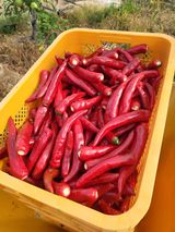 팜모닝 고추·영농일지 게시글 이미지