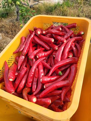 노후를풍요롭게님의 고추 · 영농일지 작성글 사진