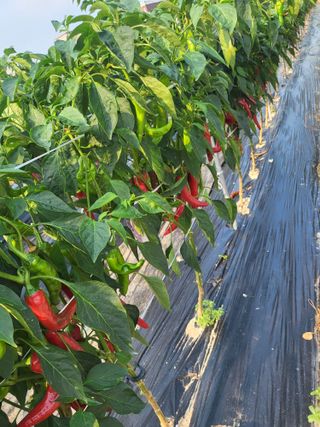 노후를풍요롭게님의 고추 · 영농일지 작성글 사진