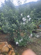 팜모닝 사과·영농일지 게시글 이미지